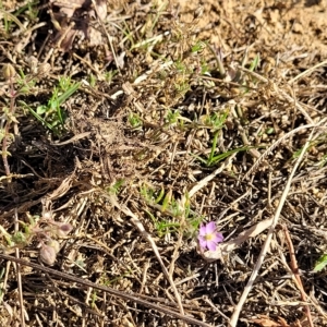 Spergularia rubra at O'Connor, ACT - 24 Apr 2023