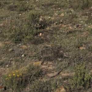 Rutidosis leptorhynchoides at Bredbo, NSW - 21 Nov 2018