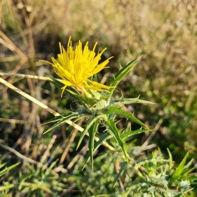 Carthamus lanatus (Saffron Thistle) at Isaacs Ridge - 24 Apr 2023 by Mike