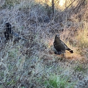 Corcorax melanorhamphos at Jerrabomberra, ACT - 24 Apr 2023