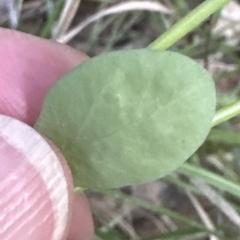 Euphorbia peplus (Petty Spurge) at Aranda, ACT - 24 Apr 2023 by lbradley