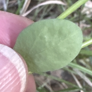 Euphorbia peplus at Aranda, ACT - 24 Apr 2023