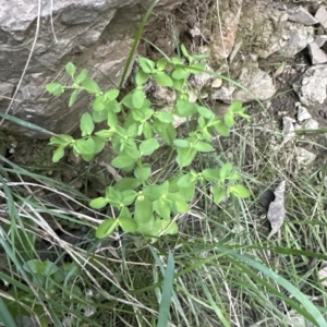 Euphorbia peplus at Aranda, ACT - 24 Apr 2023