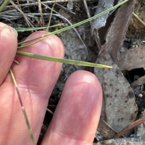 Aristida ramosa at Cook, ACT - 24 Apr 2023