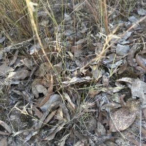 Aristida ramosa at Cook, ACT - 24 Apr 2023