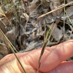 Aristida ramosa at Cook, ACT - 24 Apr 2023