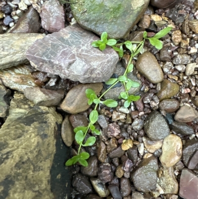 Callitriche stagnalis (Common Starwort) at Aranda Bushland - 24 Apr 2023 by lbradley