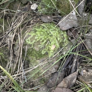 Lethocolea pansa at Aranda, ACT - 24 Apr 2023