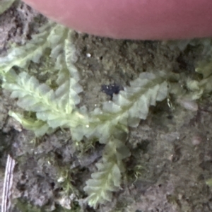 Lethocolea pansa at Aranda, ACT - 24 Apr 2023 05:06 PM