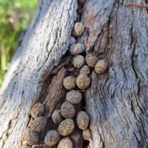 Oryctolagus cuniculus at Watson, ACT - 24 Apr 2023