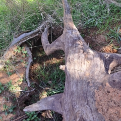 Oryctolagus cuniculus at Watson, ACT - 24 Apr 2023