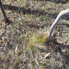 Nassella trichotoma (Serrated Tussock) at Watson, ACT - 24 Apr 2023 by abread111