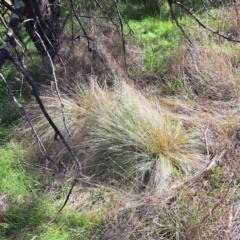 Nassella trichotoma (Serrated Tussock) at Watson, ACT - 24 Apr 2023 by abread111