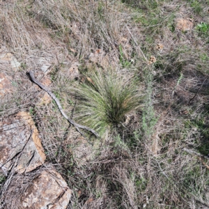 Nassella trichotoma at Watson, ACT - 24 Apr 2023