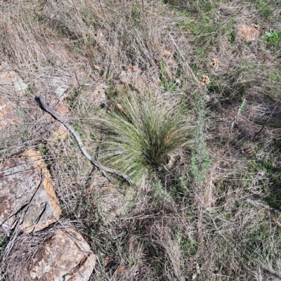 Nassella trichotoma (Serrated Tussock) at Watson, ACT - 24 Apr 2023 by abread111