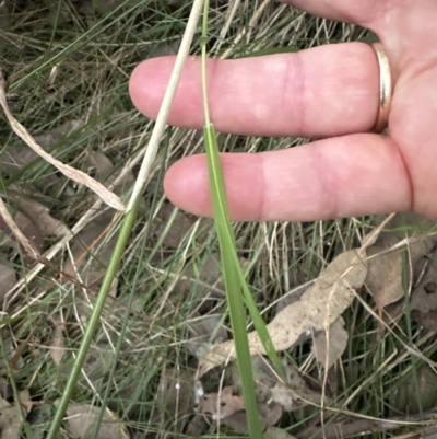 Echinopogon ovatus (Forest Hedgehog Grass) at Aranda Bushland - 24 Apr 2023 by lbradley