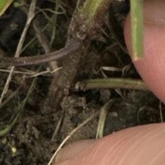Prunella vulgaris (Self-heal, Heal All) at Aranda Bushland - 24 Apr 2023 by lbradley