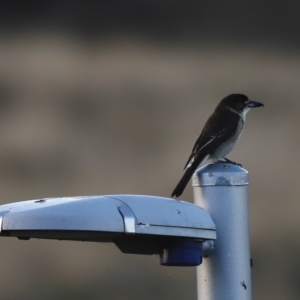 Cracticus torquatus at Coombs, ACT - 24 Apr 2023