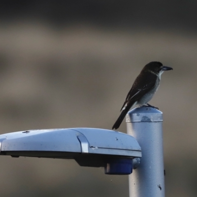 Cracticus torquatus (Grey Butcherbird) at Coombs, ACT - 24 Apr 2023 by JimL