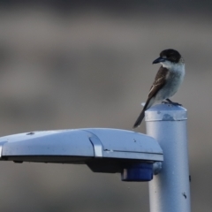 Cracticus torquatus at Coombs, ACT - 24 Apr 2023