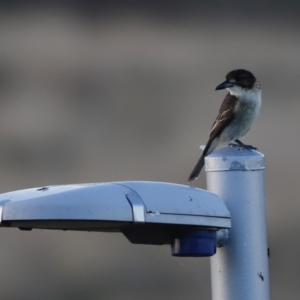 Cracticus torquatus at Coombs, ACT - 24 Apr 2023