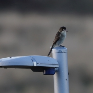 Cracticus torquatus at Coombs, ACT - 24 Apr 2023