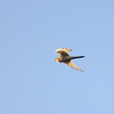 Falco cenchroides (Nankeen Kestrel) at Coombs, ACT - 24 Apr 2023 by JimL