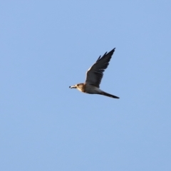 Falco cenchroides at Coombs, ACT - 24 Apr 2023