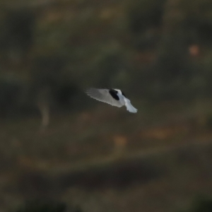 Elanus axillaris at Coombs, ACT - 24 Apr 2023