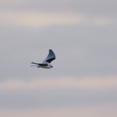 Elanus axillaris at Coombs, ACT - 24 Apr 2023