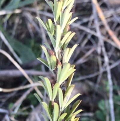 Lespedeza juncea subsp. sericea (Chinese Lespedeza) at Googong, NSW - 24 Apr 2023 by rainer