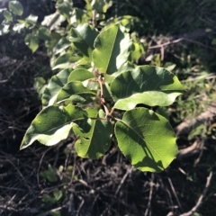 Pyrus sp. (An Ornamental Pear) at Wandiyali-Environa Conservation Area - 24 Apr 2023 by rainer