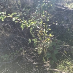 Pyrus sp. at Jerrabomberra, NSW - 24 Apr 2023