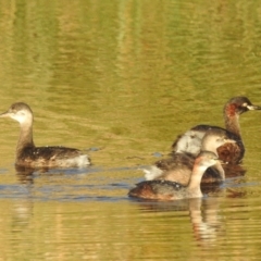 Tachybaptus novaehollandiae (Australasian Grebe) at Kambah, ACT - 24 Apr 2023 by HelenCross