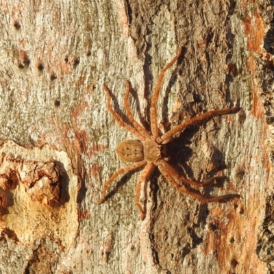 Sparassidae (family) (A Huntsman Spider) at Kambah, ACT - 24 Apr 2023 by HelenCross