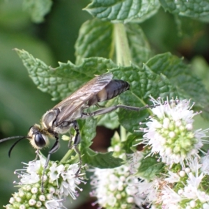 Sphex sp. (genus) at Murrumbateman, NSW - 8 Mar 2023