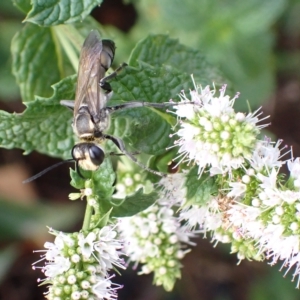 Sphex sp. (genus) at Murrumbateman, NSW - 8 Mar 2023