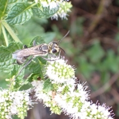 Sphex sp. (genus) at Murrumbateman, NSW - 8 Mar 2023