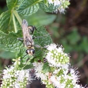 Sphex sp. (genus) at Murrumbateman, NSW - 8 Mar 2023