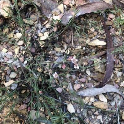 Unidentified Snake at Captains Flat, NSW - 23 Apr 2023 by Handke6