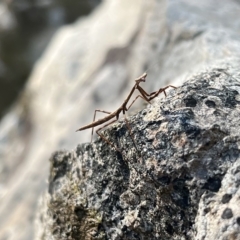 Archimantis sp. (genus) at Burrinjuck, NSW - 23 Apr 2023 by Sonya_Duus