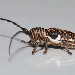 Unidentified Longhorn beetle (Cerambycidae) at Wellington Point, QLD - 20 Apr 2023 by TimL