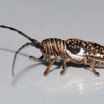 Rhytiphora collaris (Longhorn beetle) at  - suppressed by TimL