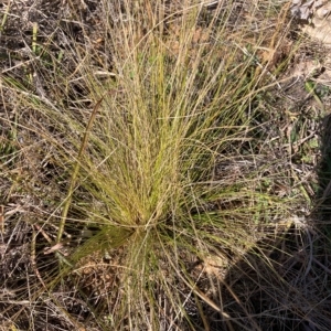 Nassella trichotoma at Watson, ACT - 24 Apr 2023