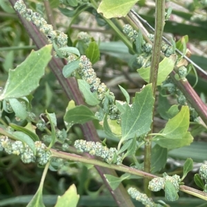 Chenopodium album at Tennent, ACT - 23 Apr 2023