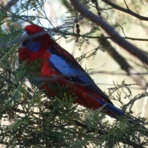 Platycercus elegans at Queanbeyan West, NSW - 22 Apr 2023 09:11 AM