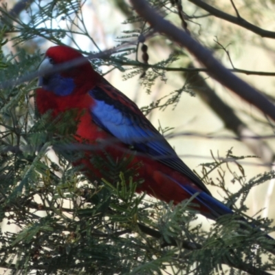 Platycercus elegans (Crimson Rosella) at Bicentennial Park - 21 Apr 2023 by Paul4K