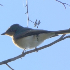 Myiagra cyanoleuca at Queanbeyan West, NSW - 25 Apr 2023