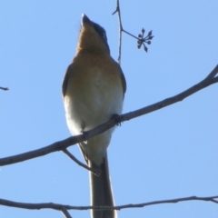 Myiagra cyanoleuca at Queanbeyan West, NSW - 25 Apr 2023