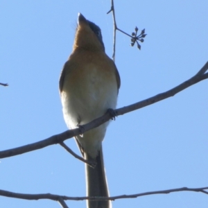 Myiagra cyanoleuca at Queanbeyan West, NSW - 25 Apr 2023